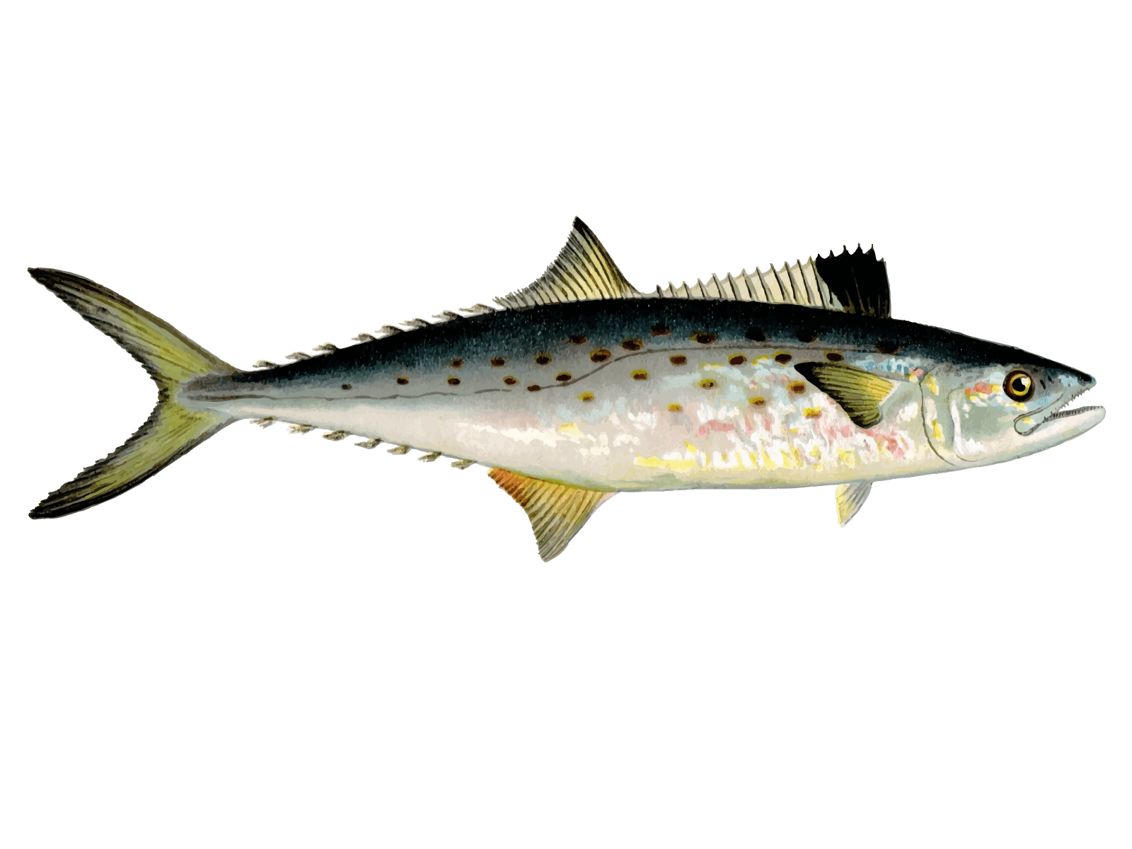 Spanish Mackerel